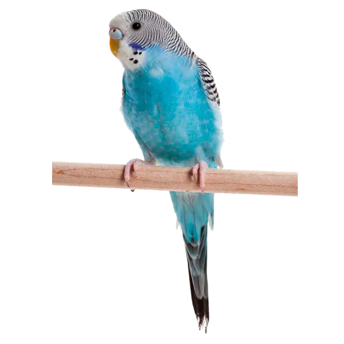 Blue Parrot on Perch