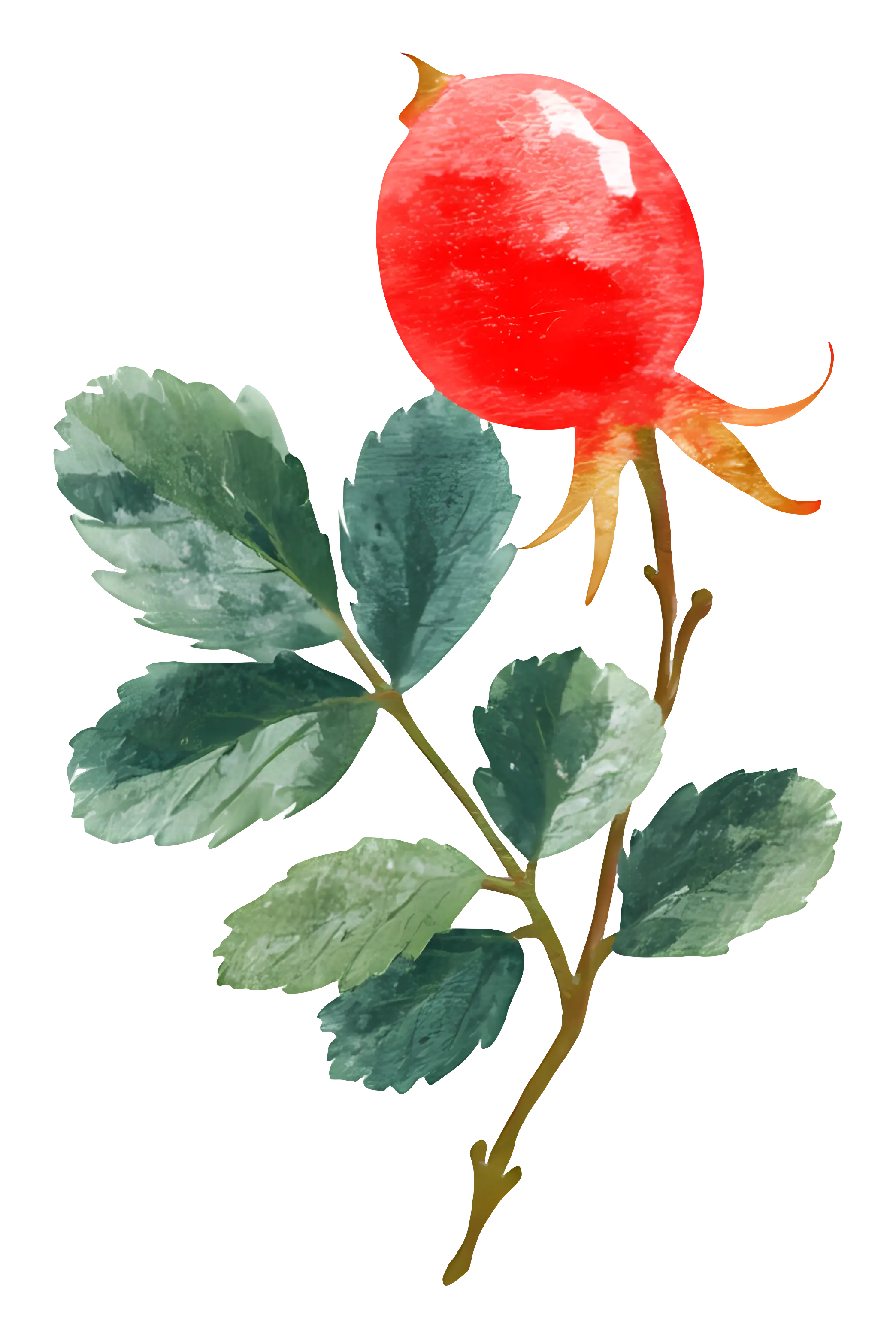 Rosehip with Leaves Illustration