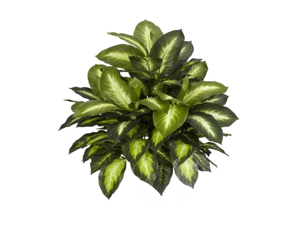 Lush Green Leafy Plant