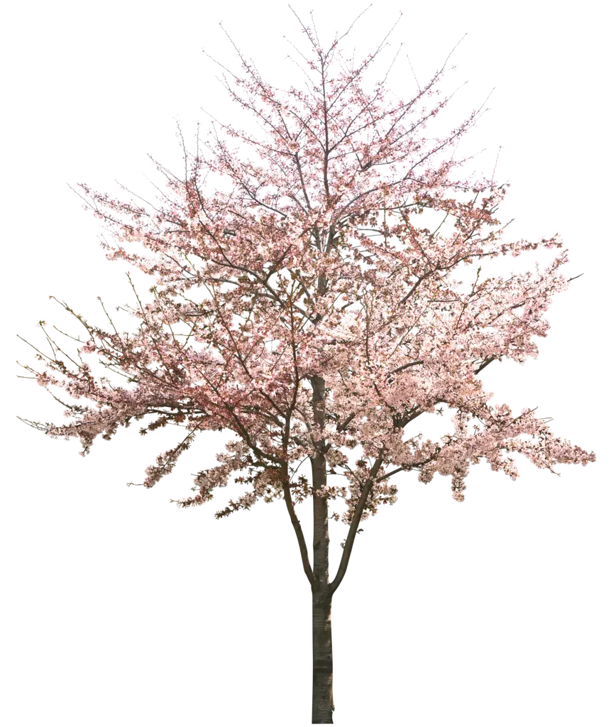 Cherry Blossom Tree with Pink Flowers