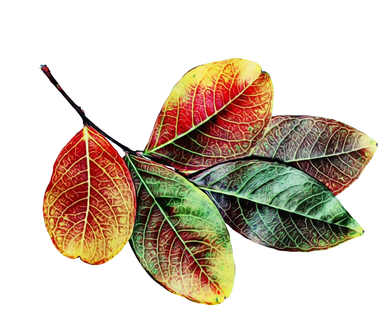 Illustration of Vibrant Autumn Leaves