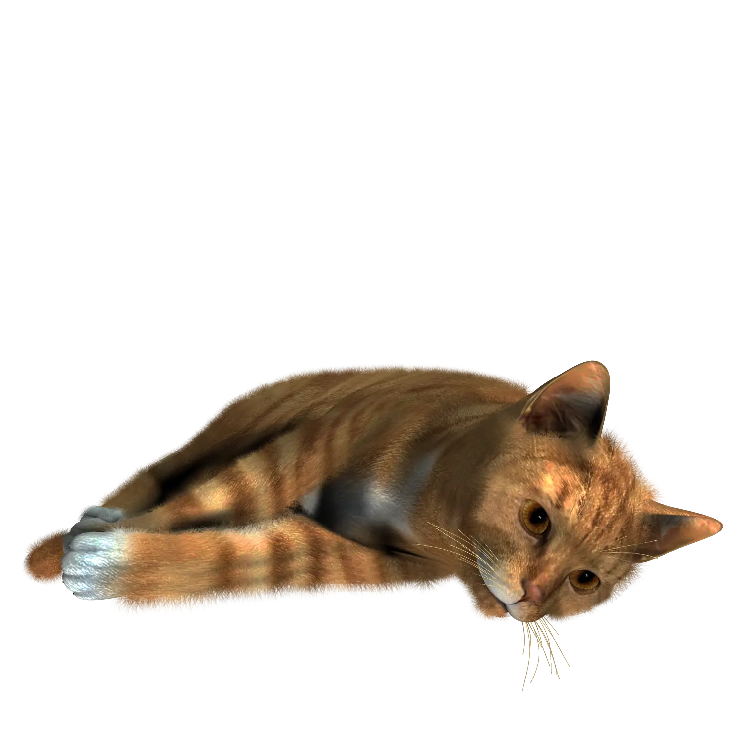 Orange Cat Lying Down