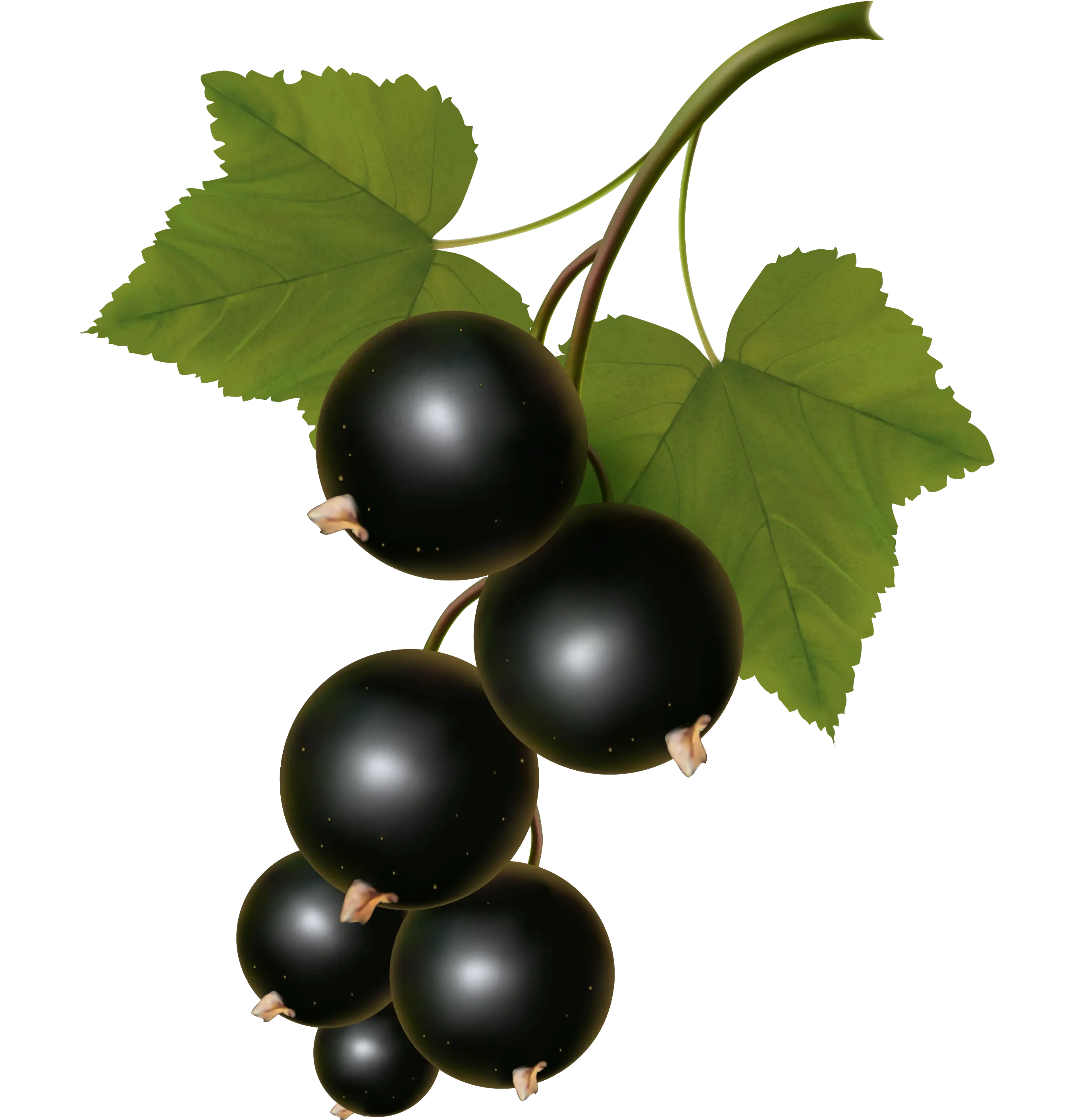 Blackcurrant Branch with Ripe Berries