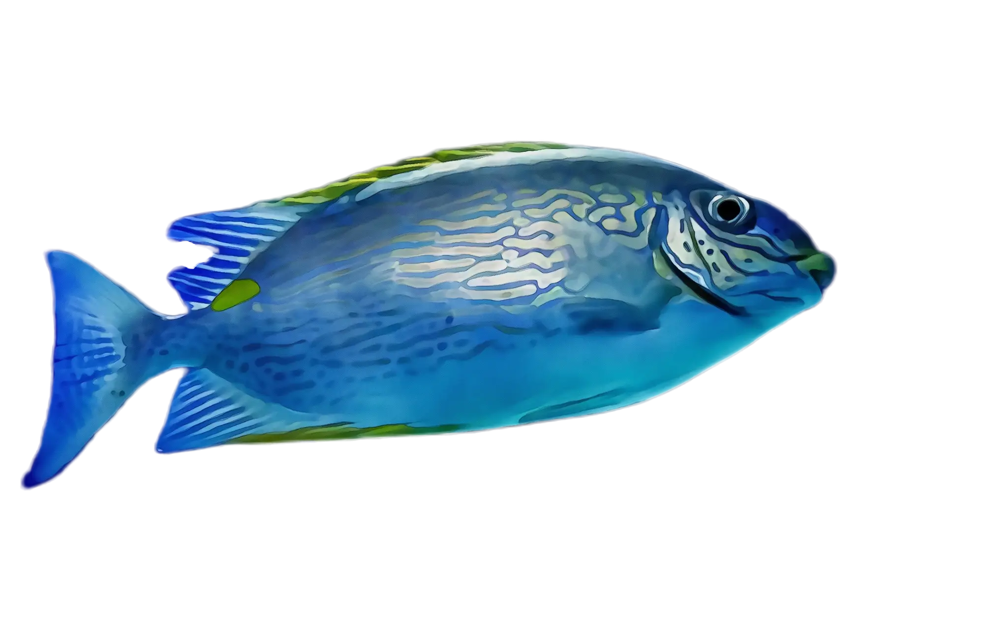 Blue Tropical Fish Illustration