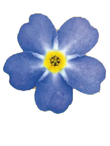 Blue Flower with Yellow Center