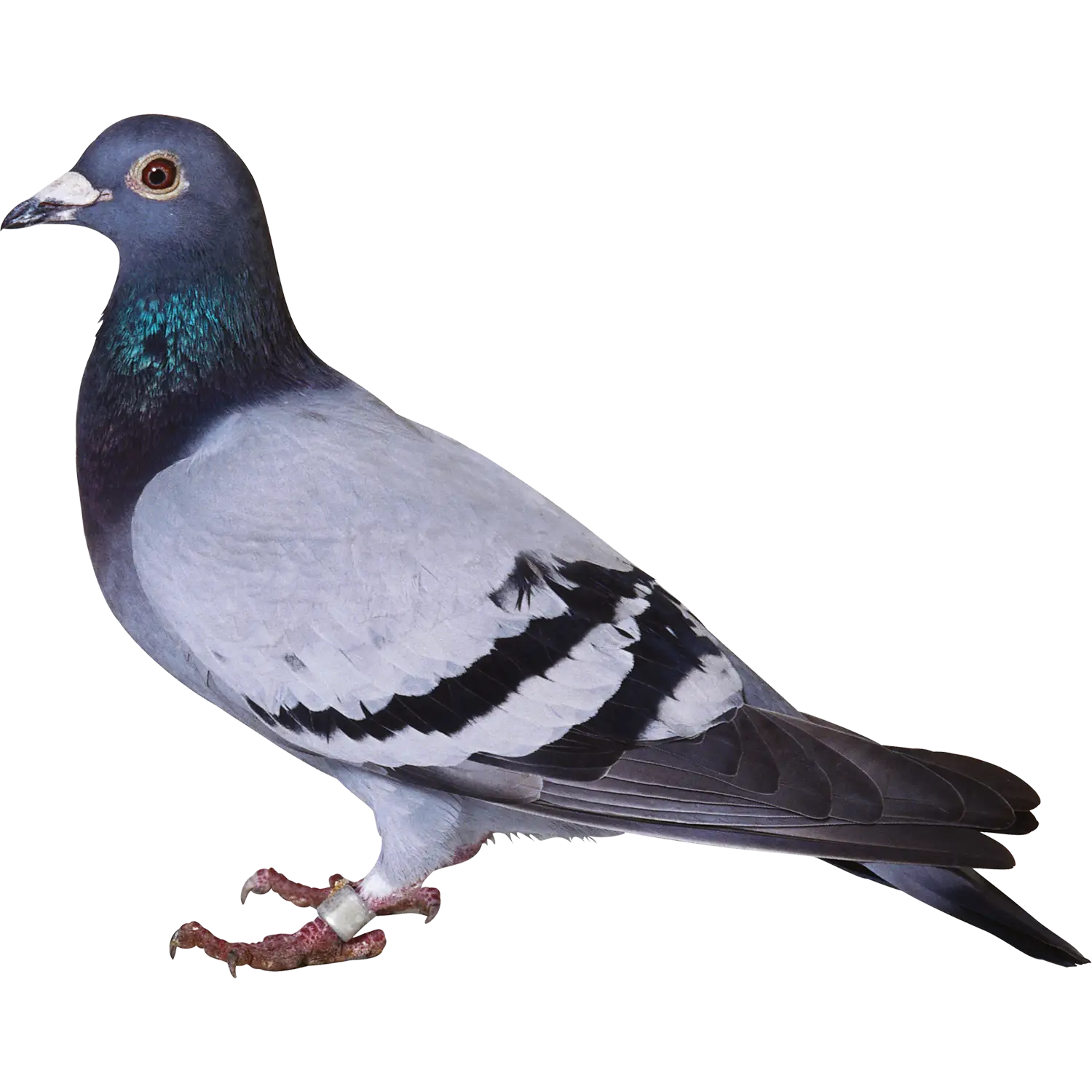Detailed Illustration of a Standing Pigeon