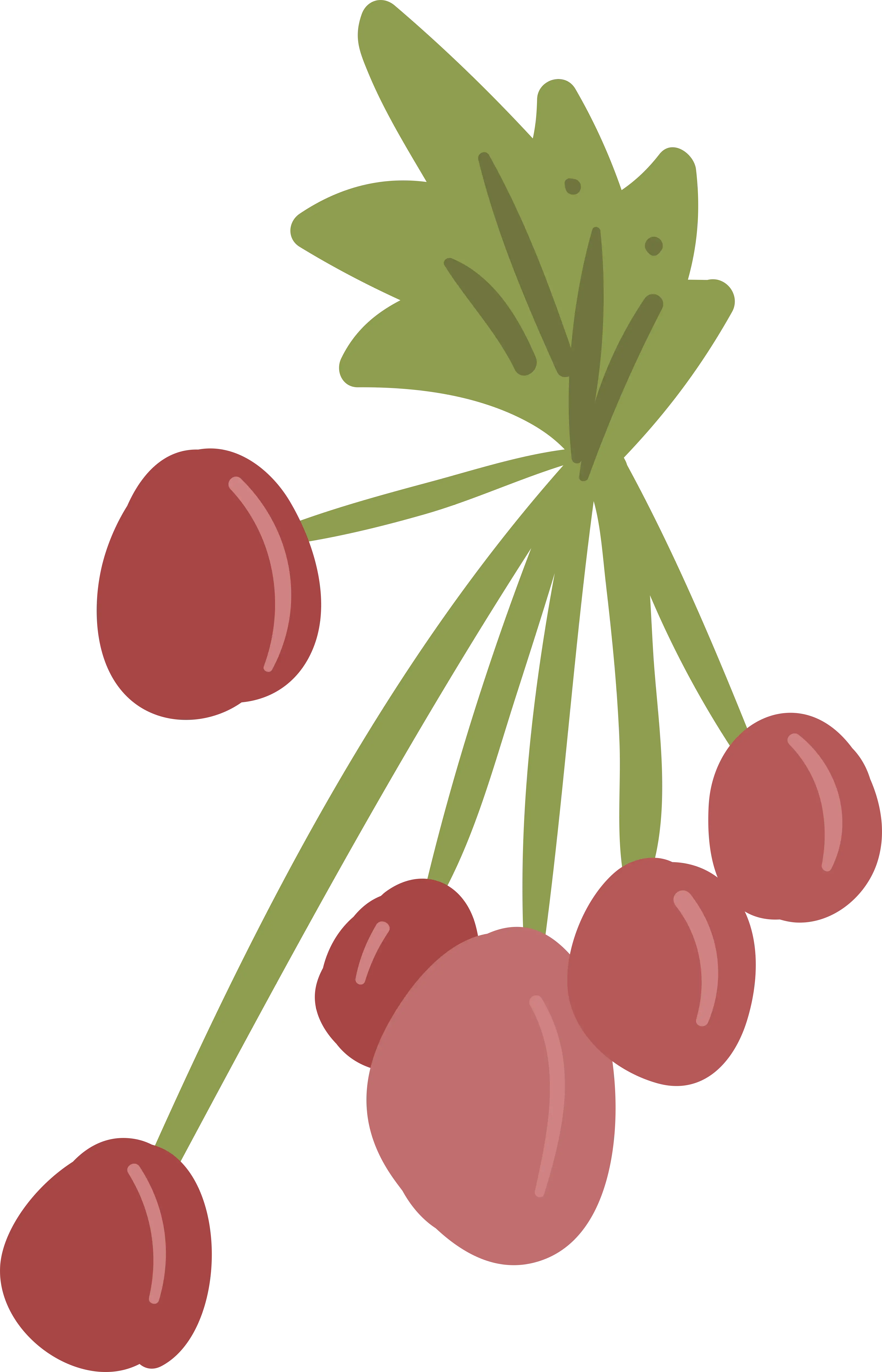 Red Berries on Branch