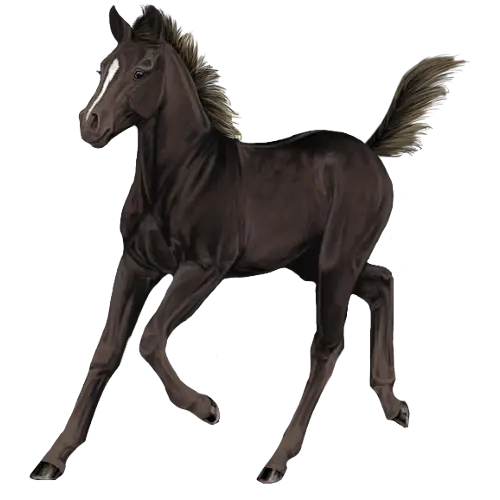 Black Horse Running Illustration