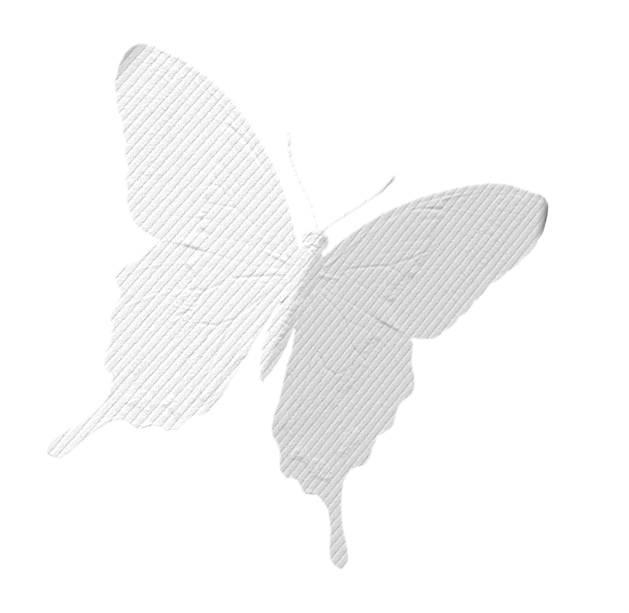 White Butterfly with Transparent Wings