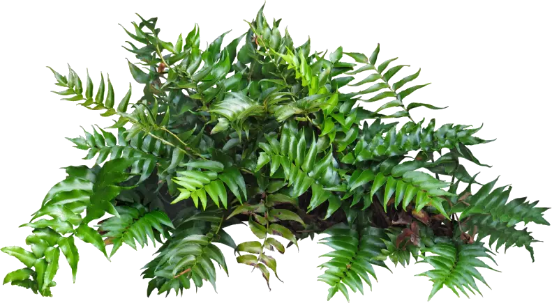 Lush Green Fern Plants for Natural Decor