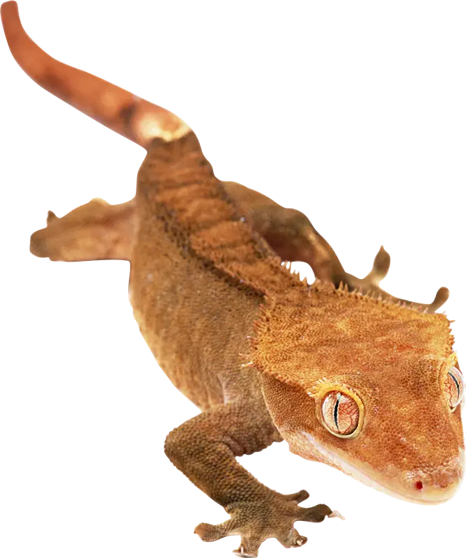 Vibrant Orange Crested Gecko