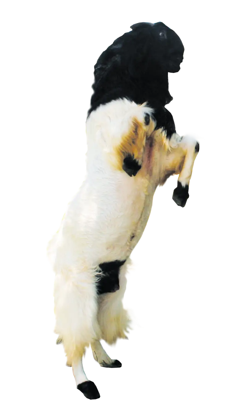 Standing Goat in Farm