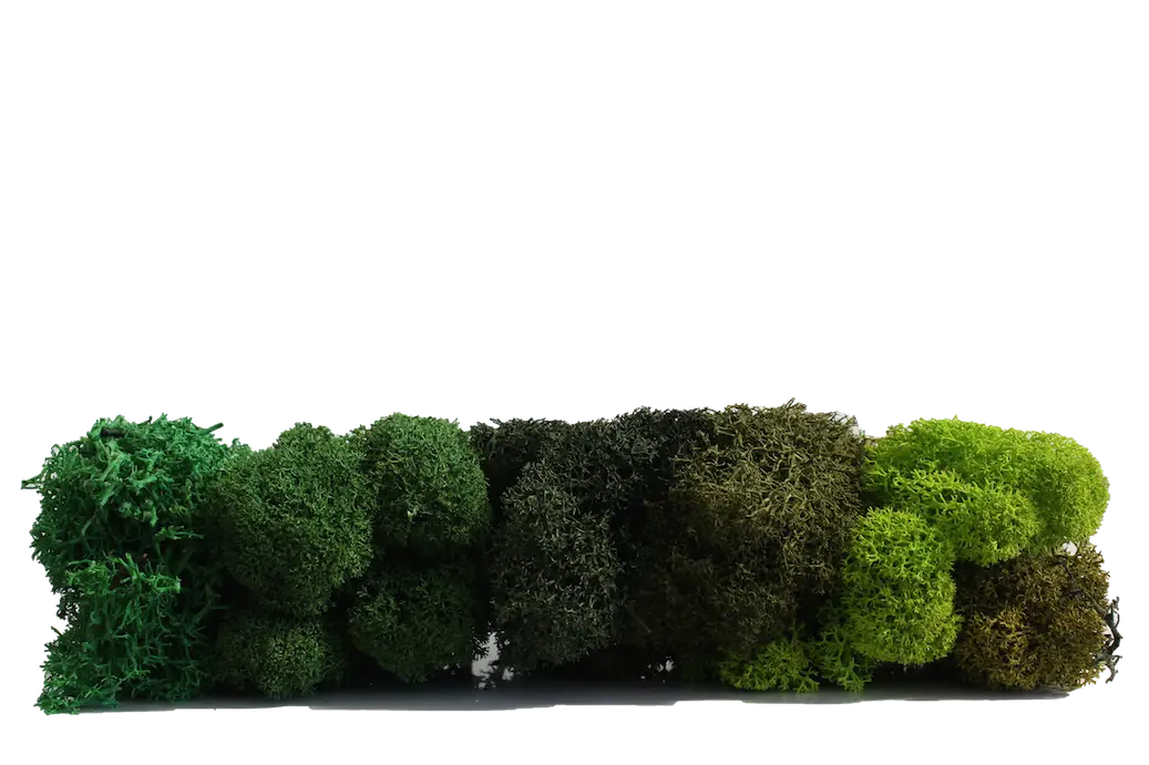 Variety of Green Moss for Decoration