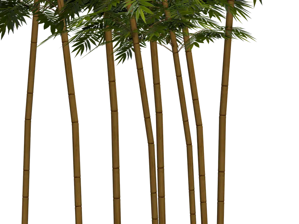 Bamboo Trees in Nature Illustration