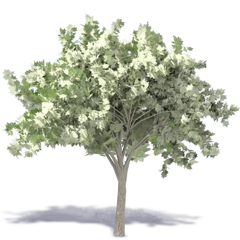 Green Tree