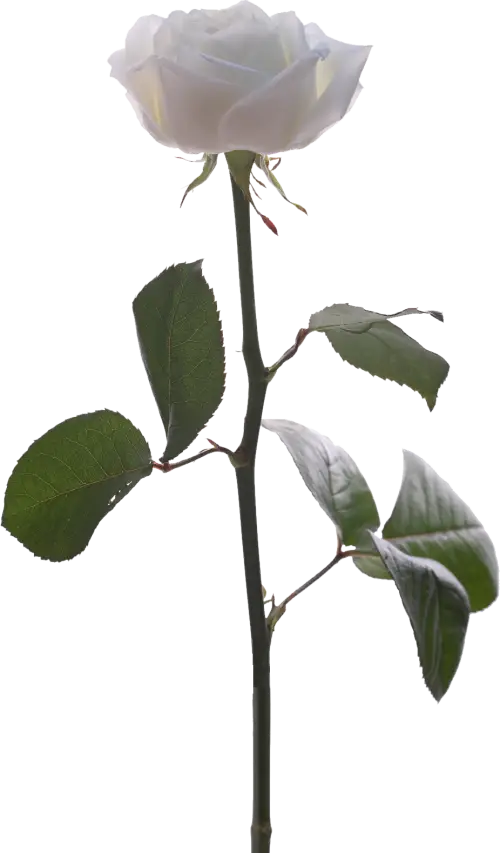 Elegant White Rose with Leaves
