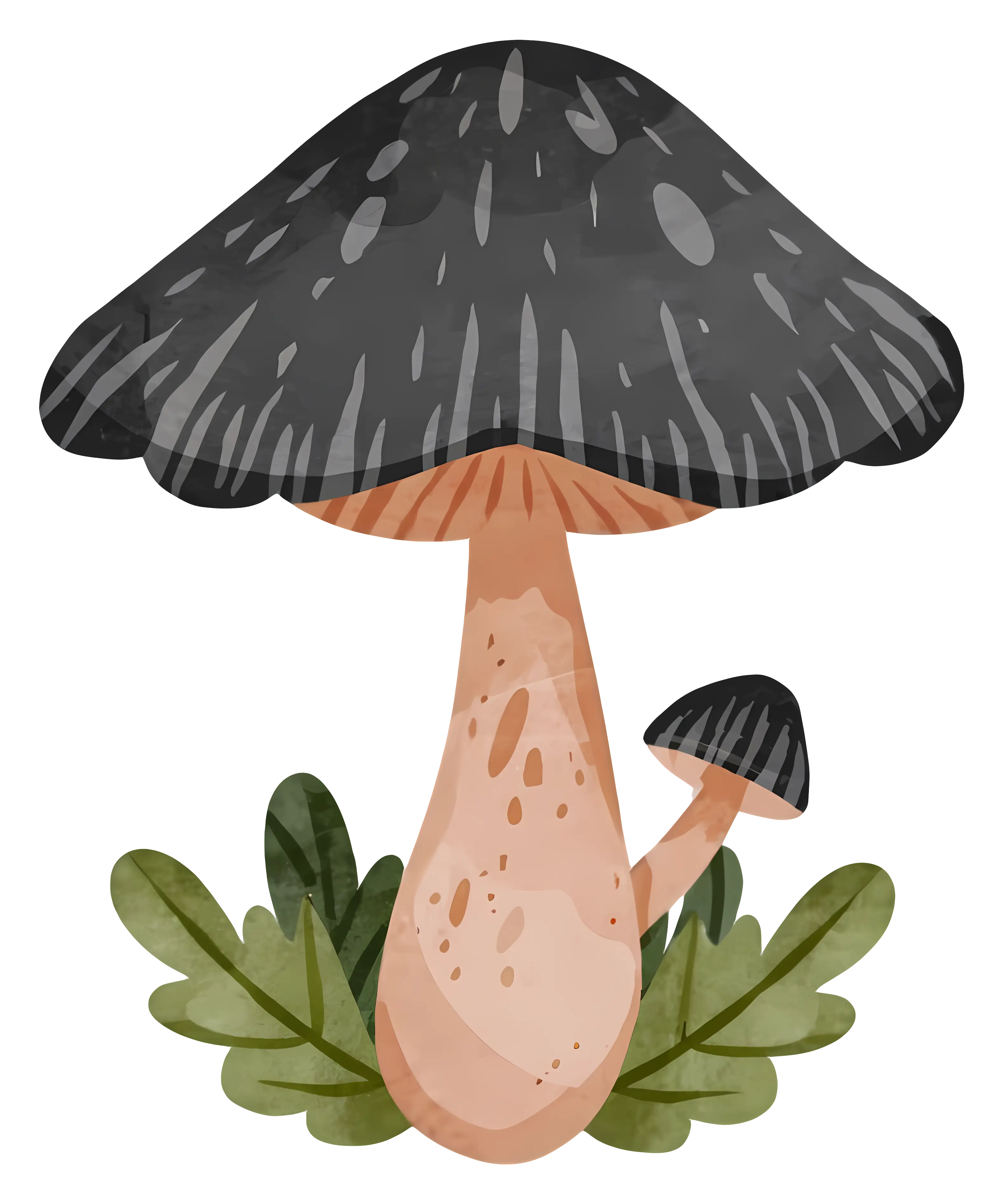 Black Mushroom Illustration