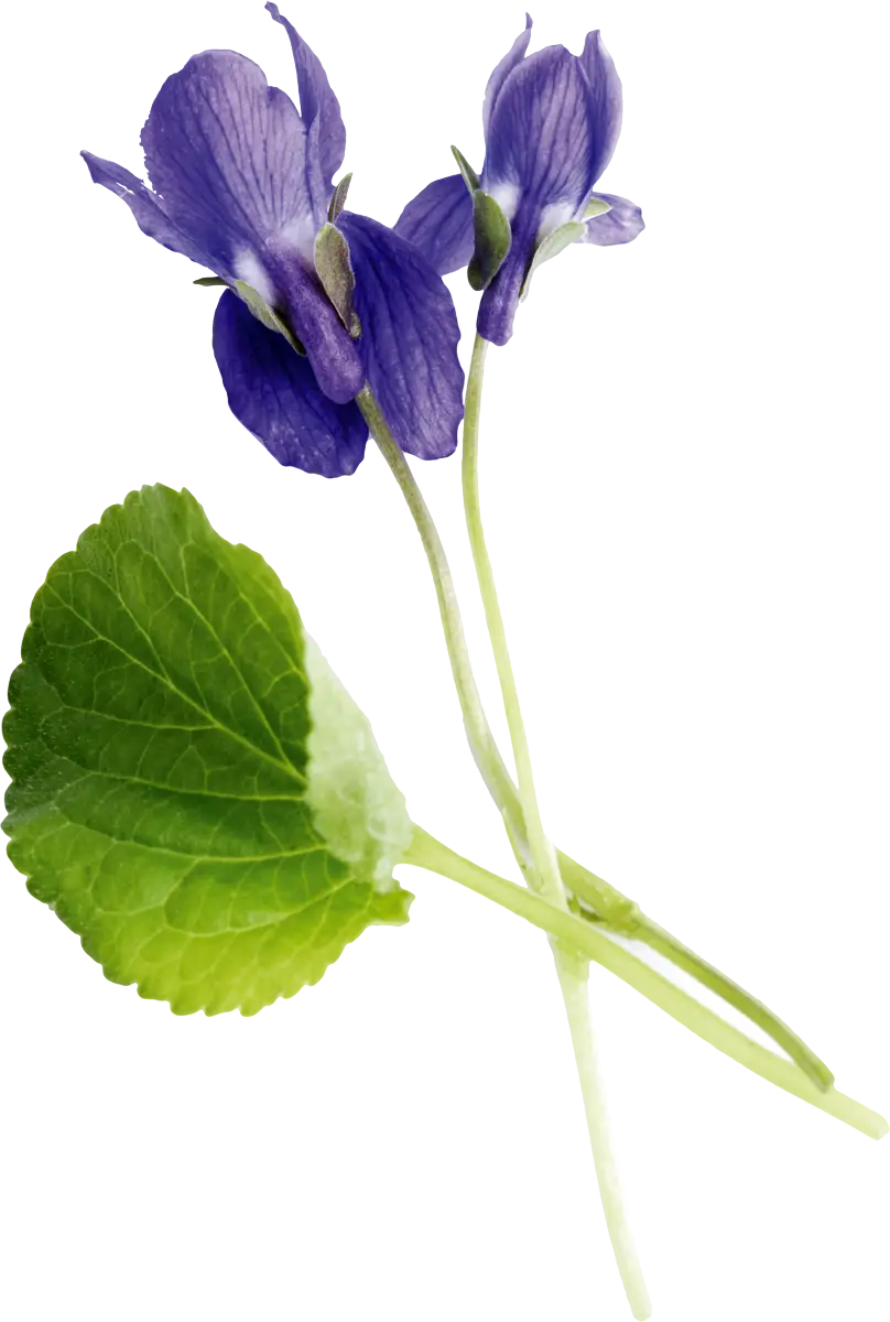 Beautiful Violet Flower with Leaf