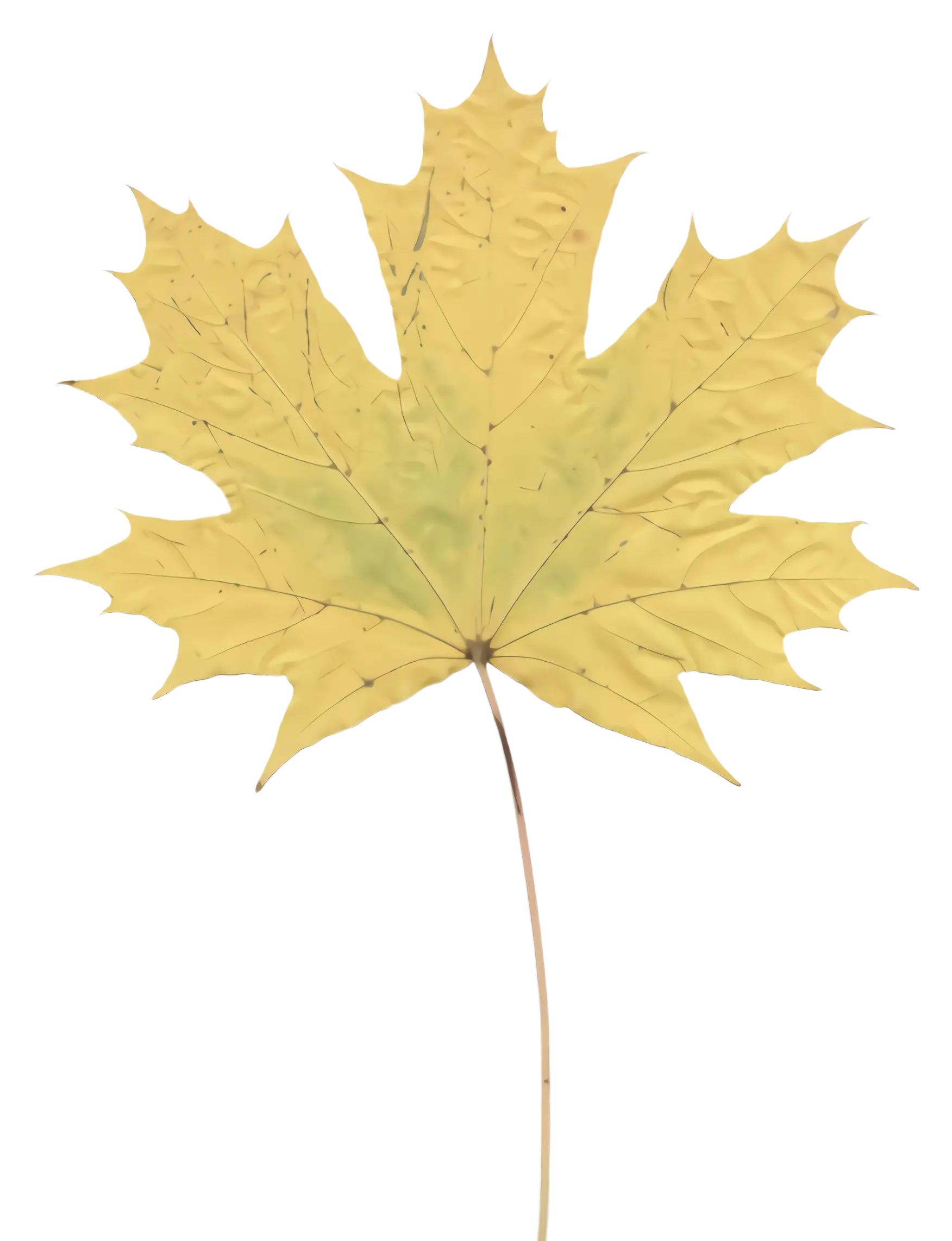 Yellow Maple Leaf Illustration