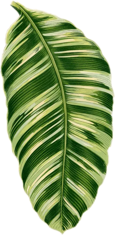 Green Banana Leaf Artwork