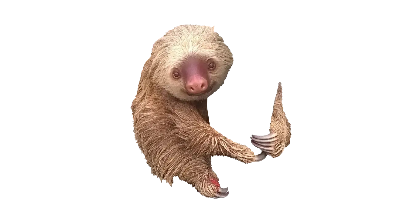 Cute Sloth
