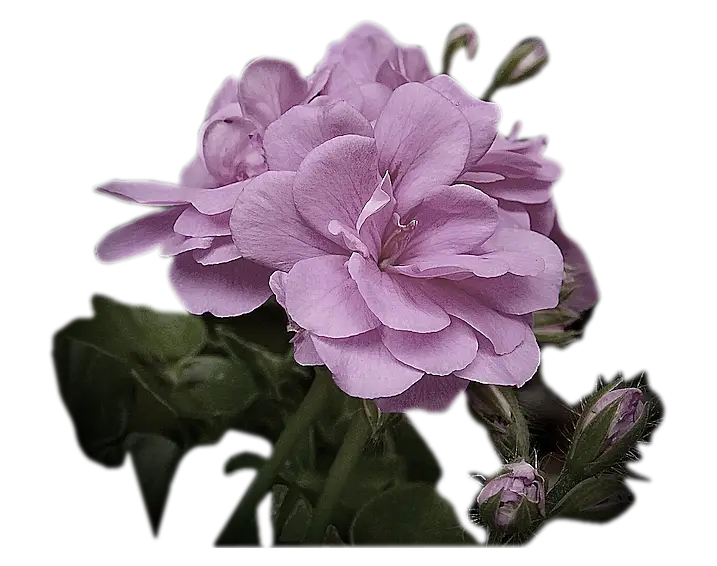 Pink Geranium Flower in Full Bloom