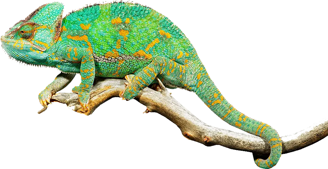 Green Chameleon on Branch in Nature Scene