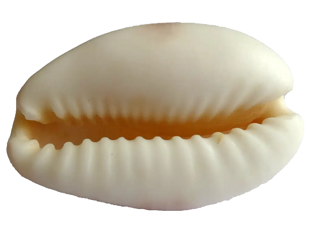 White Cowrie Shell