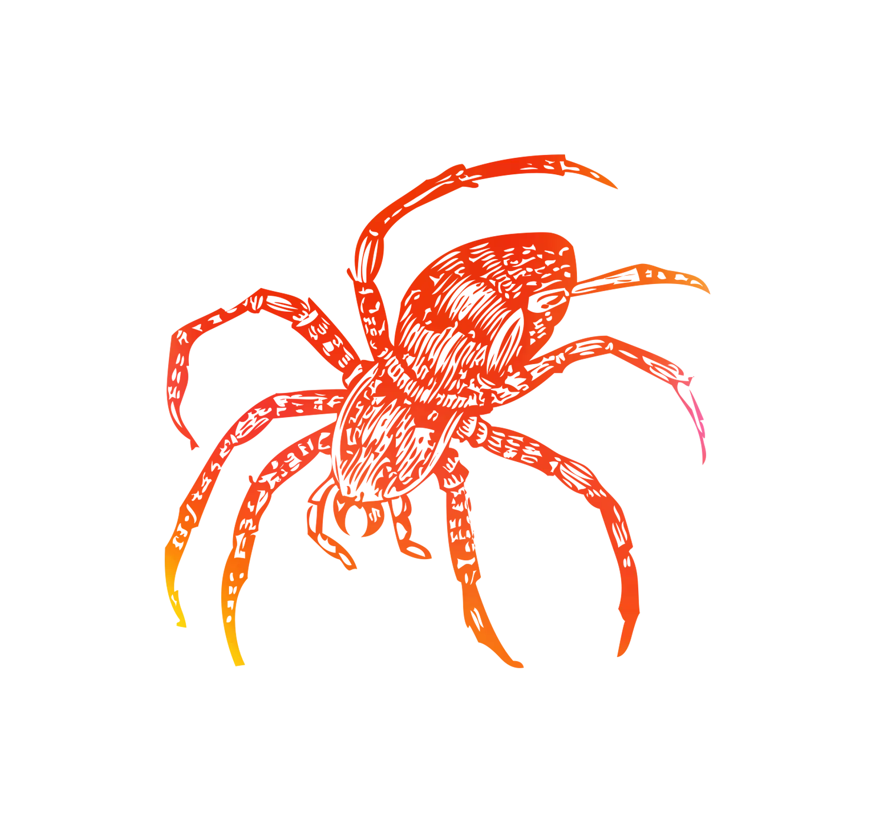 Orange Spider Illustration