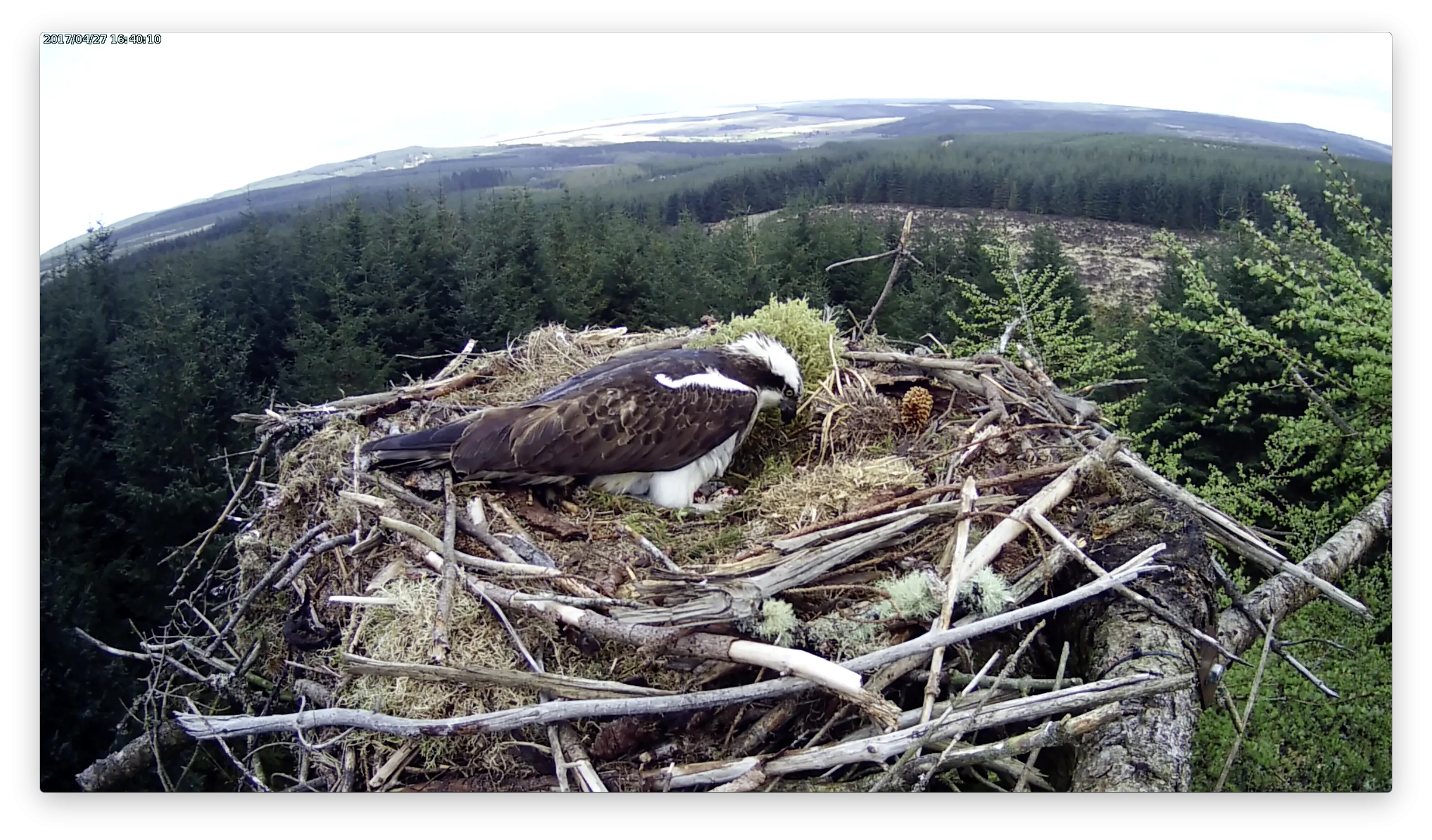 Osprey Bird in Forest Nest