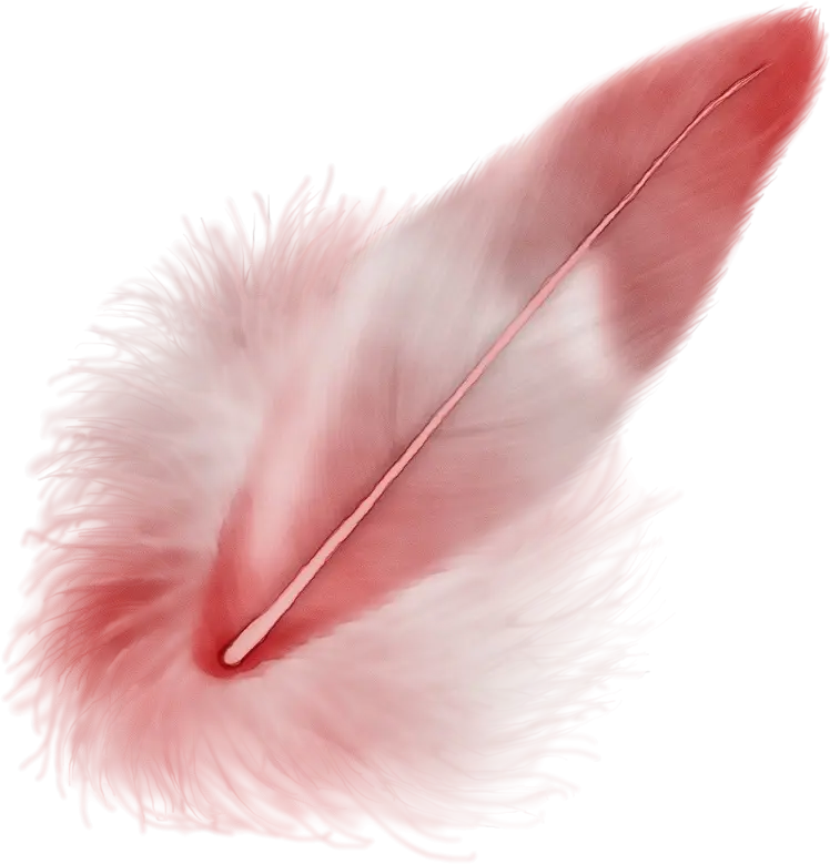 Soft Pink Feather Illustration