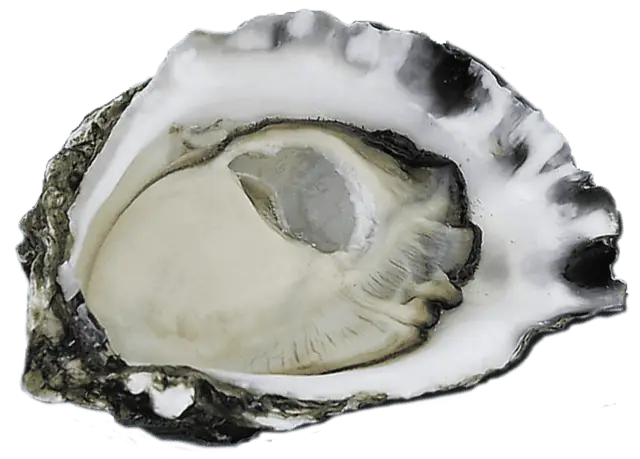 Open Oyster Shell with Inner Detail