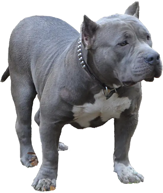 Gray Pit Bull Dog Illustration Standing