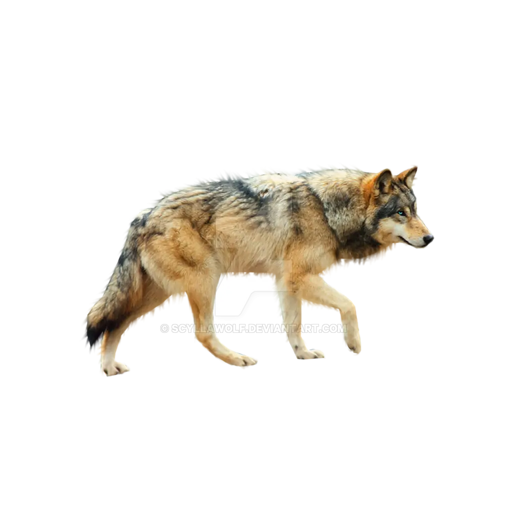 Realistic Walking Wolf