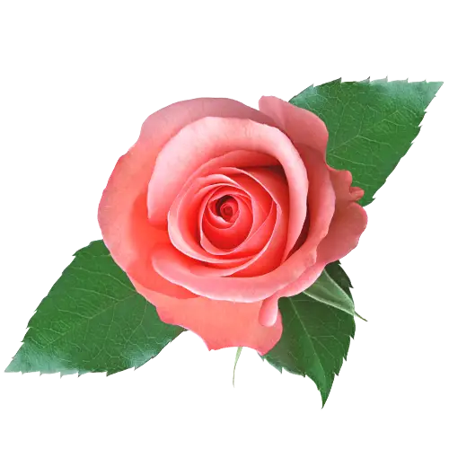 Beautiful Pink Rose with Leaves