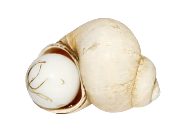 White Seashell with Natural Pearl