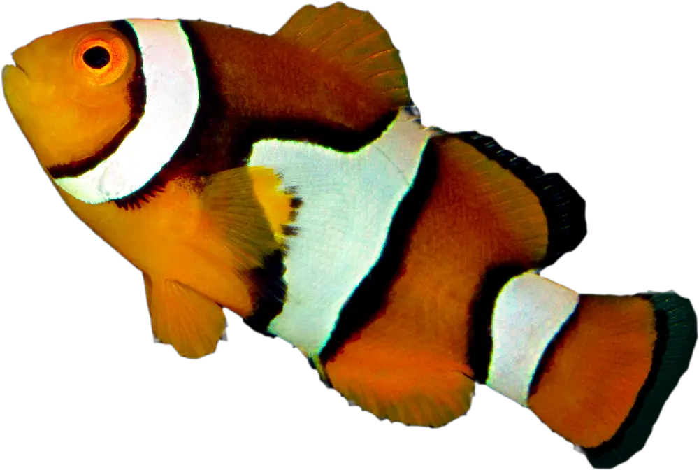 Orange and Black Clownfish in Vibrant Colors