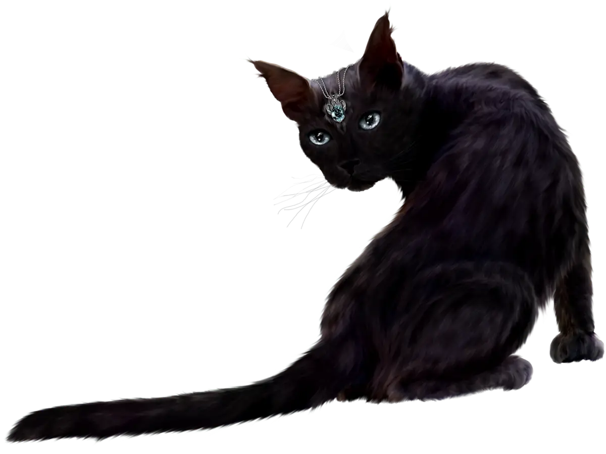 Black Cat with Mysterious Look