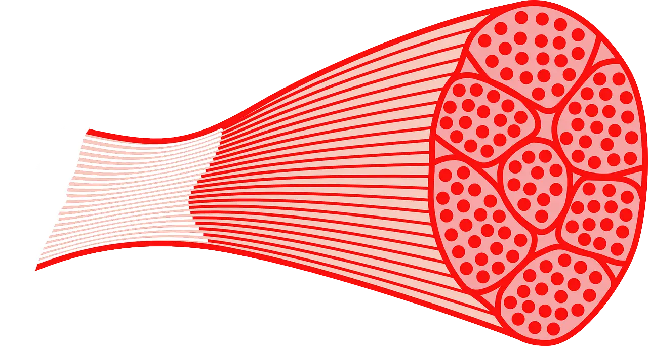 Muscle Fiber Illustration for Biology Study
