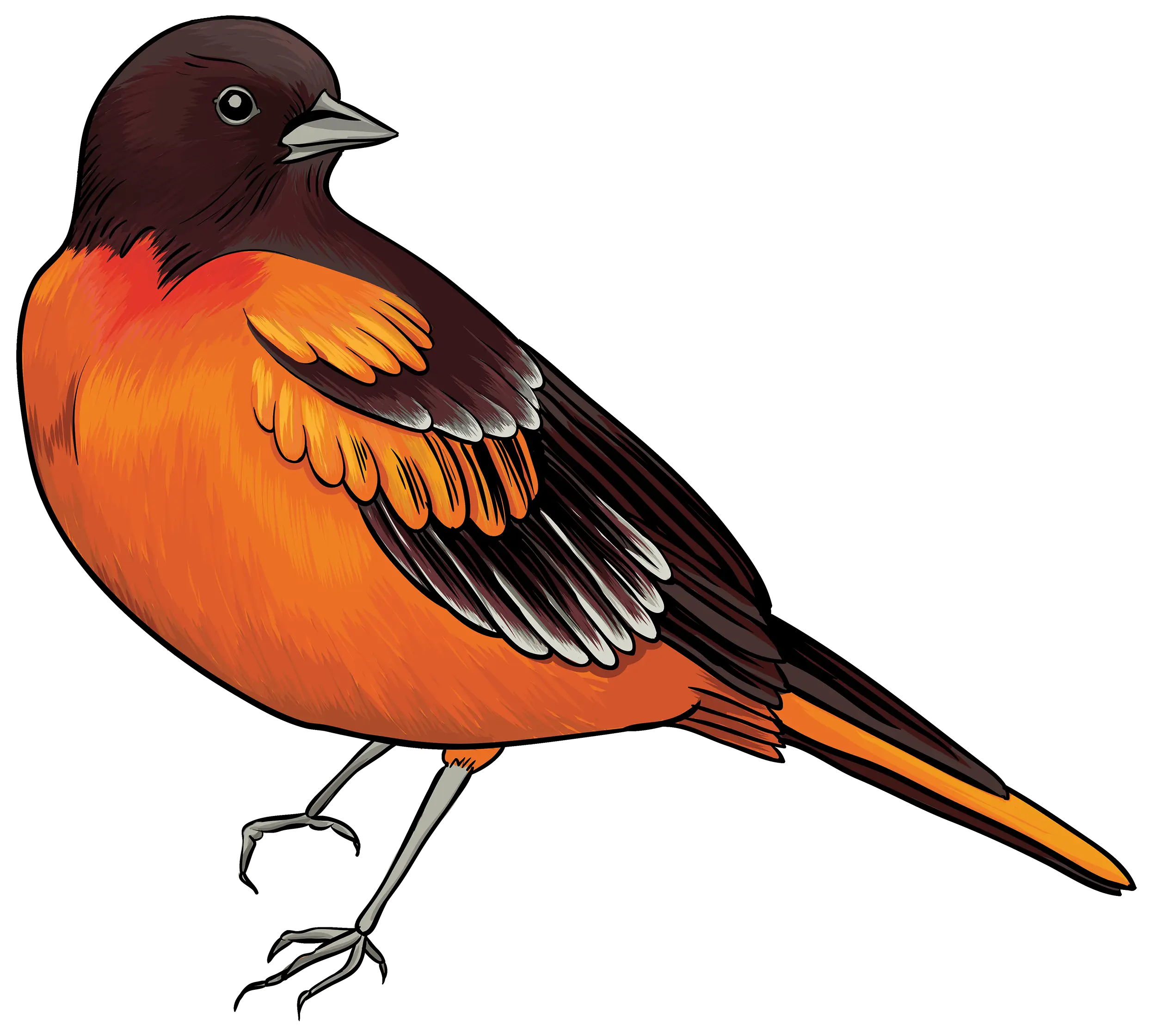 Illustration of an Orange and Black Bird