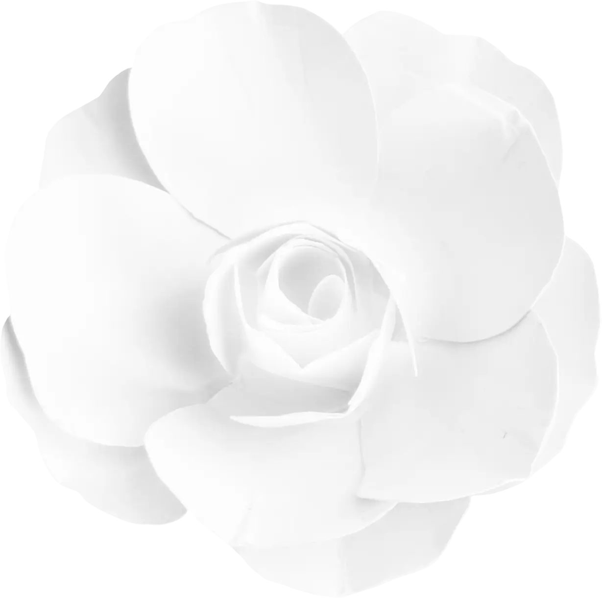Beautiful White Flower in Full Bloom