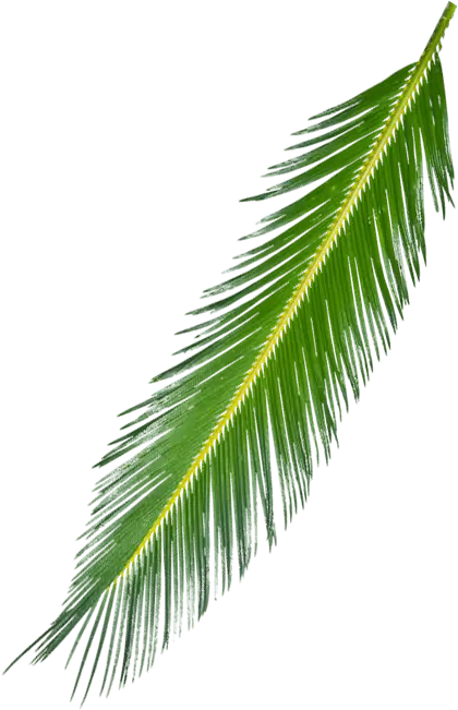 Tropical Palm Leaf Illustration