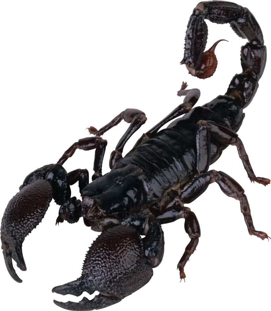 Black Scorpion Close-Up Detailing