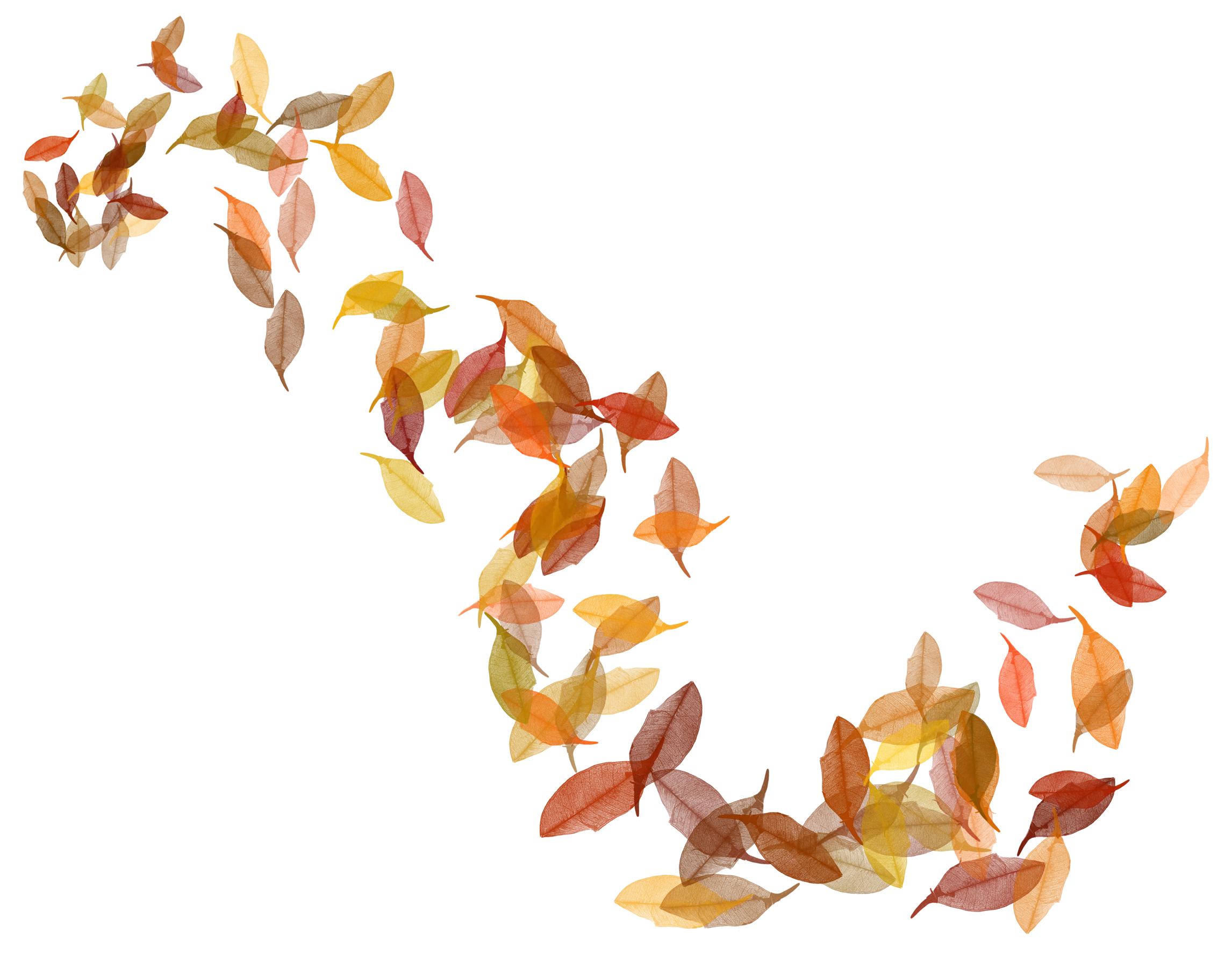 Autumn Leaves Falling