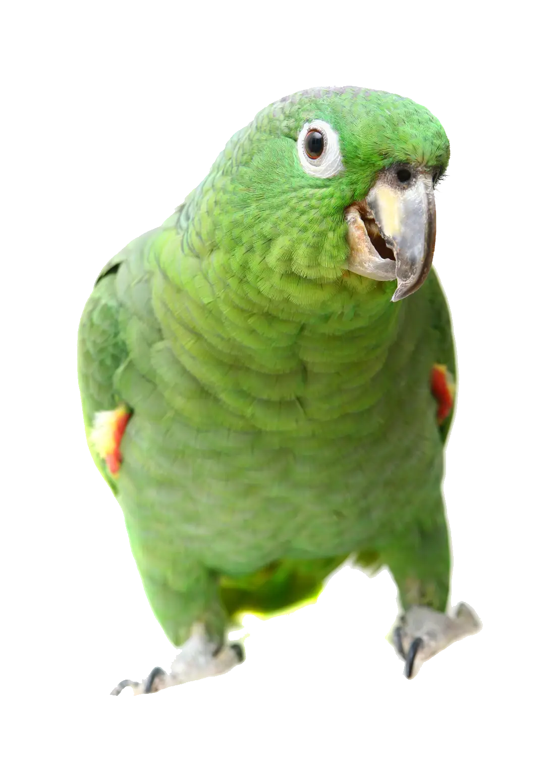 Green Parrot Close-Up