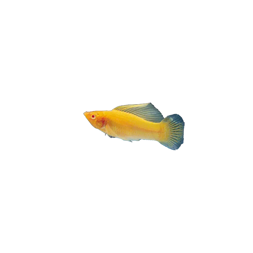 Yellow Fish Illustration