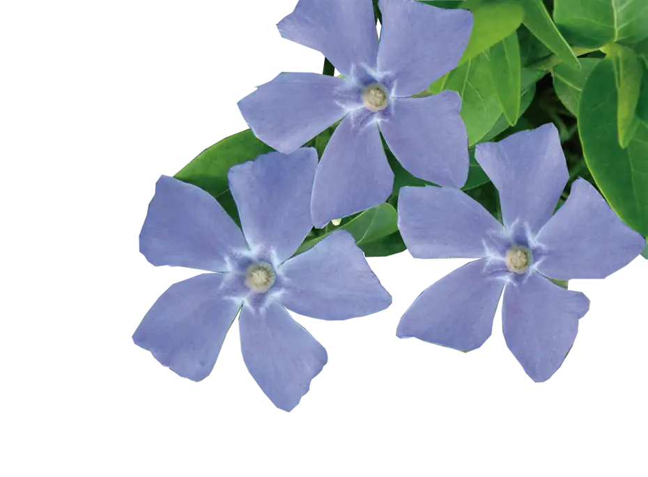 Blue Periwinkle Flowers in Bloom