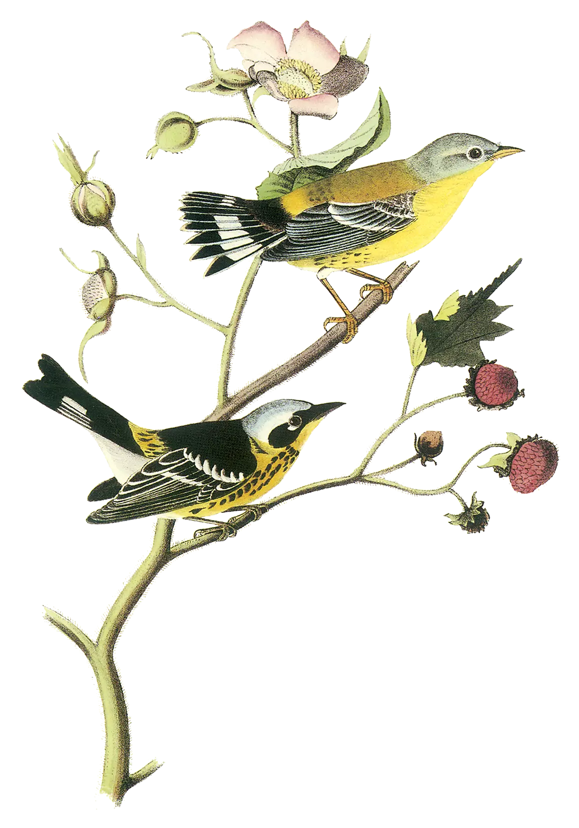 Illustration of Birds on Branch