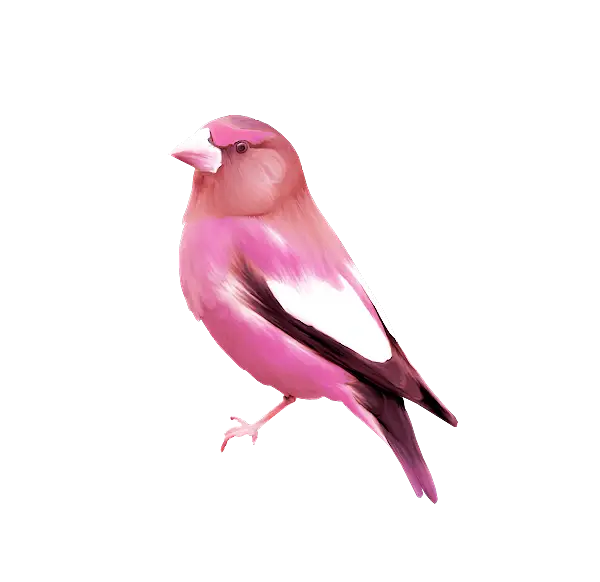 Pink Bird Illustration