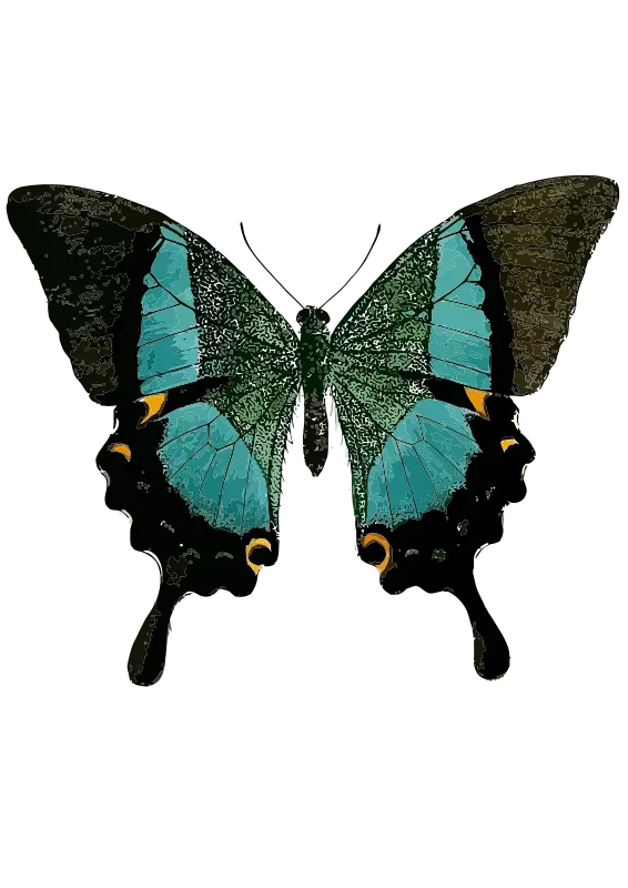Colorful Butterfly with Black Accents